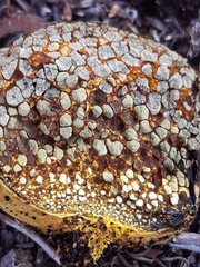 Pisolithus thermaeus