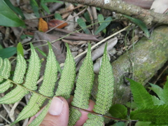 Christella subpubescens