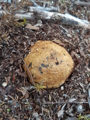 Pisolithus thermaeus