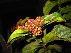Clerodendrum