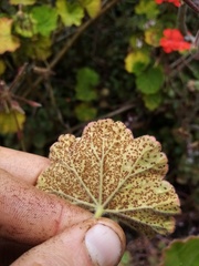 Puccinia pelargonii-zonalis