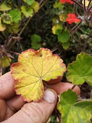 Puccinia pelargonii-zonalis