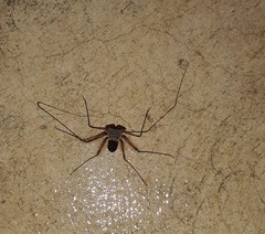 Paraphrynus chacmool