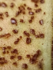 Puccinia pelargonii-zonalis