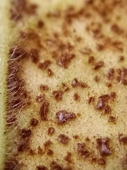 Puccinia pelargonii-zonalis