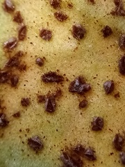 Puccinia pelargonii-zonalis