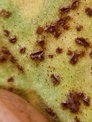 Puccinia pelargonii-zonalis