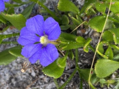 Scaevola calliptera