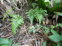 Davallia denticulata