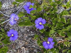 Scaevola calliptera