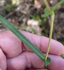 Hibbertia cunninghamii