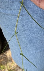 Hibbertia cunninghamii