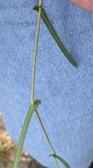 Hibbertia cunninghamii