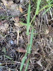 Hibbertia cunninghamii
