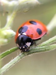 Coccinella septempunctata