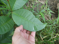 Syzygium grande