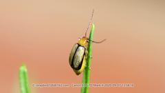 Paleosepharia posticata