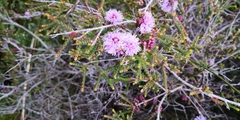 Melaleuca gibbosa