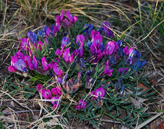 Oxytropis nuda
