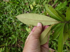 Diospyros discolor