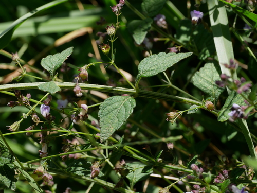 Image of Isodon Amethystoides (Isodon amethystoides) by (c) Jacy Chen, some rights reserved (CC BY)