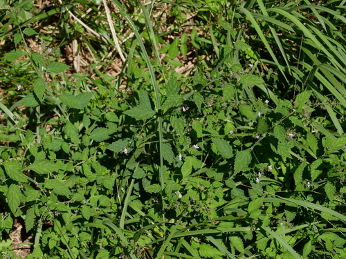 Image of Isodon Amethystoides (Isodon amethystoides) by (c) Jacy Chen, some rights reserved (CC BY)