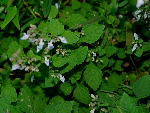 Image of Isodon Amethystoides (Isodon amethystoides) by (c) Jacy Chen, some rights reserved (CC BY)