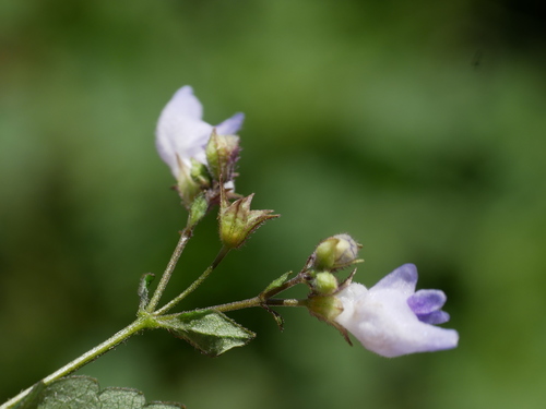 Image of Isodon Amethystoides (Isodon amethystoides) by (c) Jacy Chen, some rights reserved (CC BY)