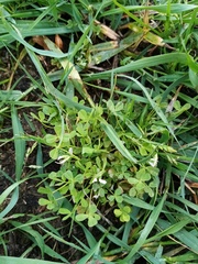 Trifolium ornithopodioides