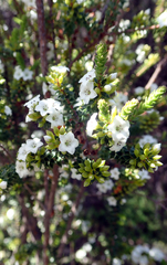 Epacris pauciflora