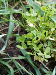 Trifolium ornithopodioides