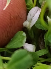 Trifolium ornithopodioides