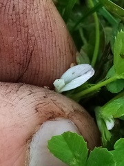 Trifolium ornithopodioides