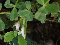 Trifolium ornithopodioides