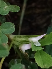 Trifolium ornithopodioides