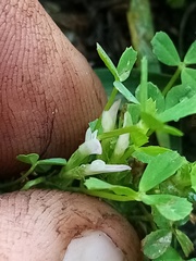 Trifolium ornithopodioides