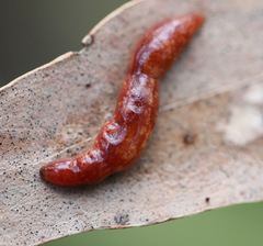 Argonemertes australiensis