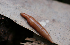 Argonemertes australiensis