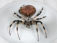 Araneus tartaricus