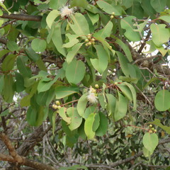 Syzygium suborbiculare