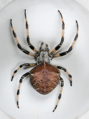 Araneus tartaricus
