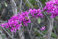 Cephonodes hylas