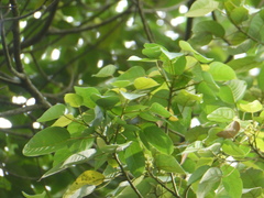 Macaranga conifera