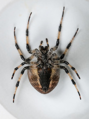 Araneus tartaricus