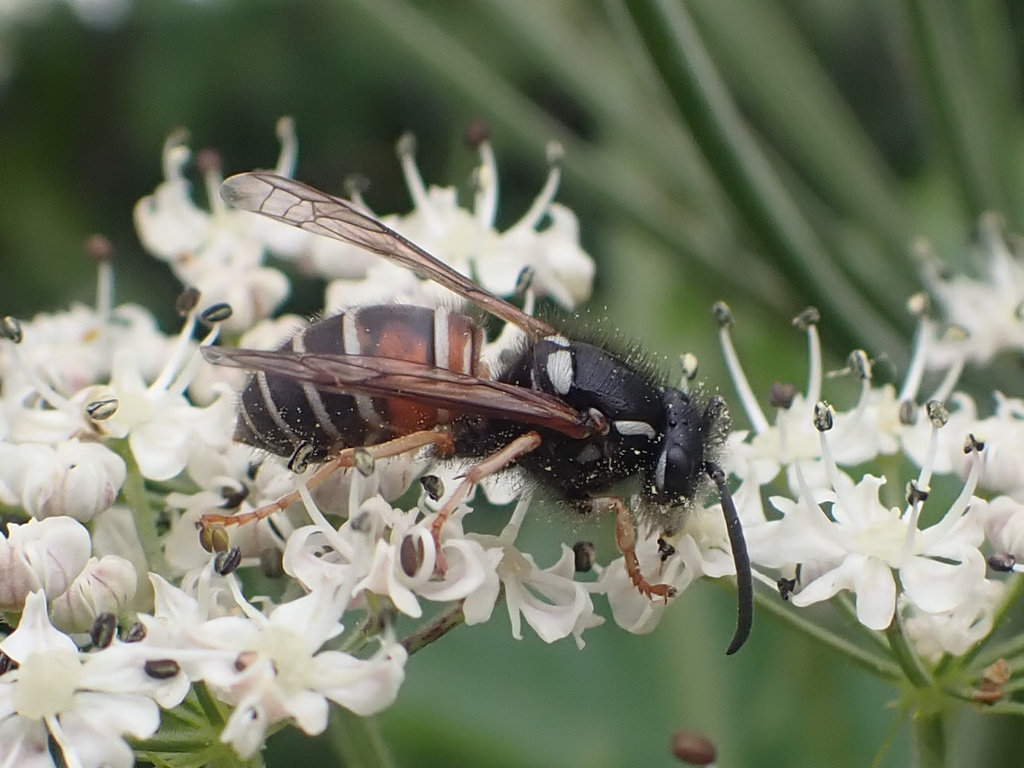 Northern Red-banded Yellowjacket