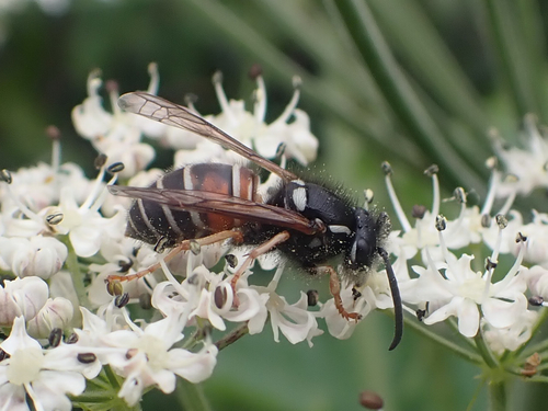 Northern Red-banded Yellowjacket