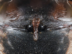 Araneus tartaricus