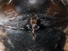 Araneus tartaricus