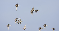 Syrrhaptes paradoxus