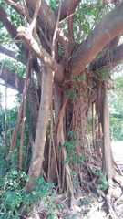 Ficus rumphii
